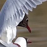 204A0065  Accouplement de mouettes